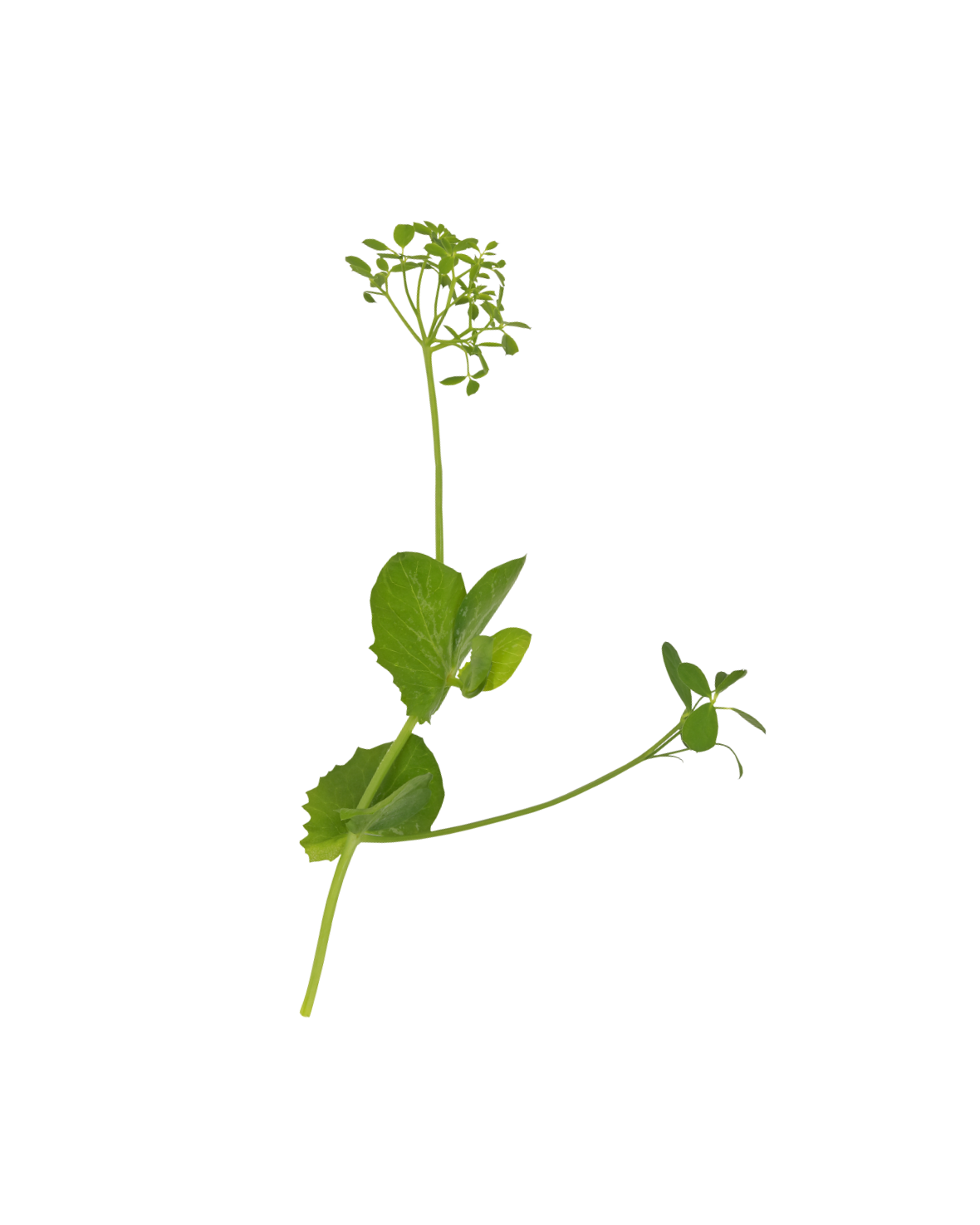 Koppert Cress